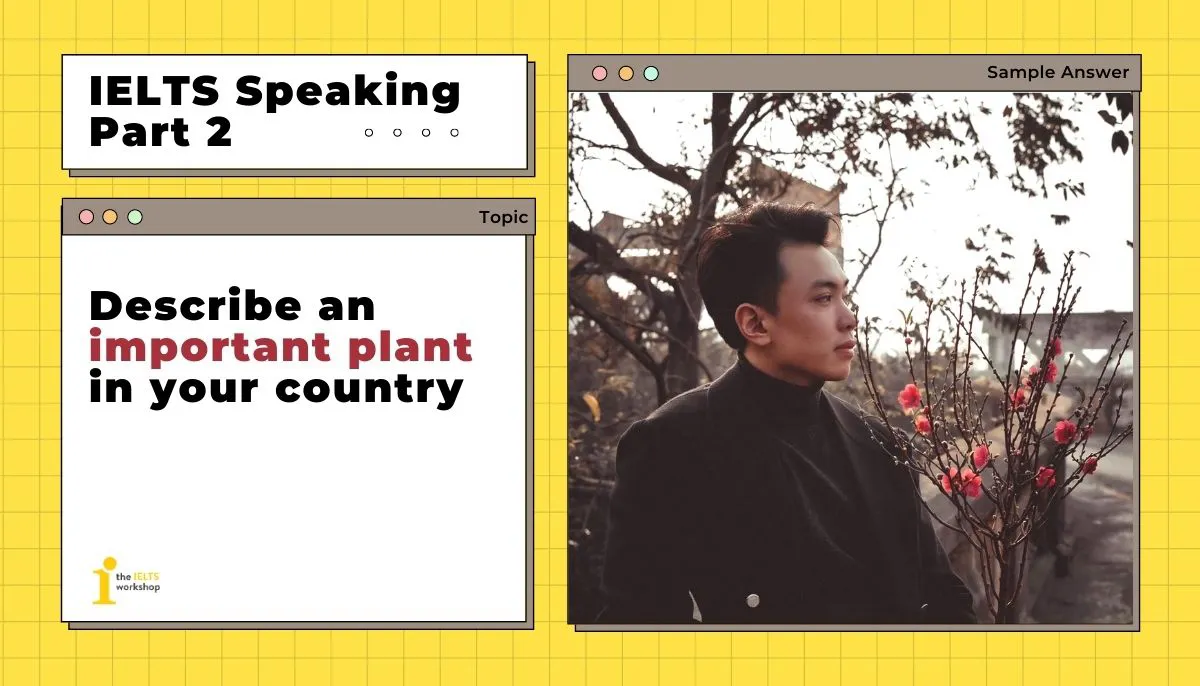 Band 9 IELTS Speaking của thầy Tùng có gì đặc biệt? Describe an important plant in your country