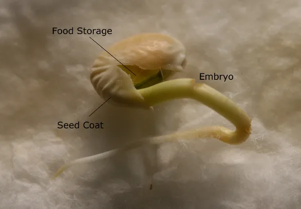 parts of a seed labeled