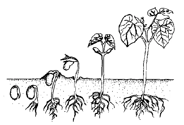 drawing of the germination of a dicot seedling with seed on left progressing to plant on the right