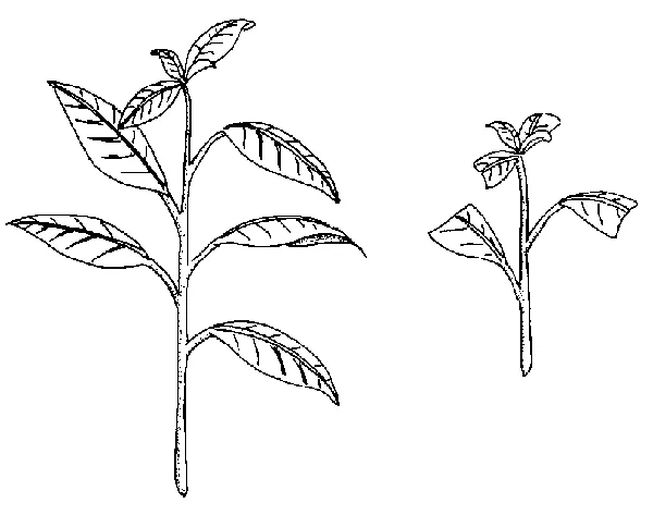 drawing of stem cutting before and after