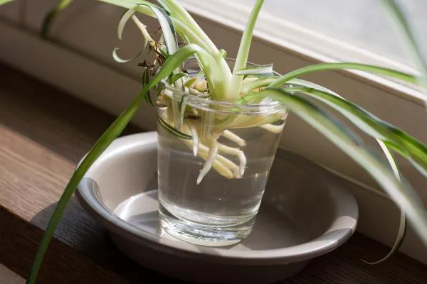 spider plant propagation in a cup of water