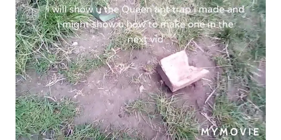 How to make a queen ant trap